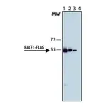 Merck Monoclonal Anti-FLAG-Peroxidase antibody produced in rat