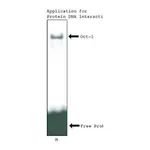 Merck CelLytic MT Cell Lysis Reagent