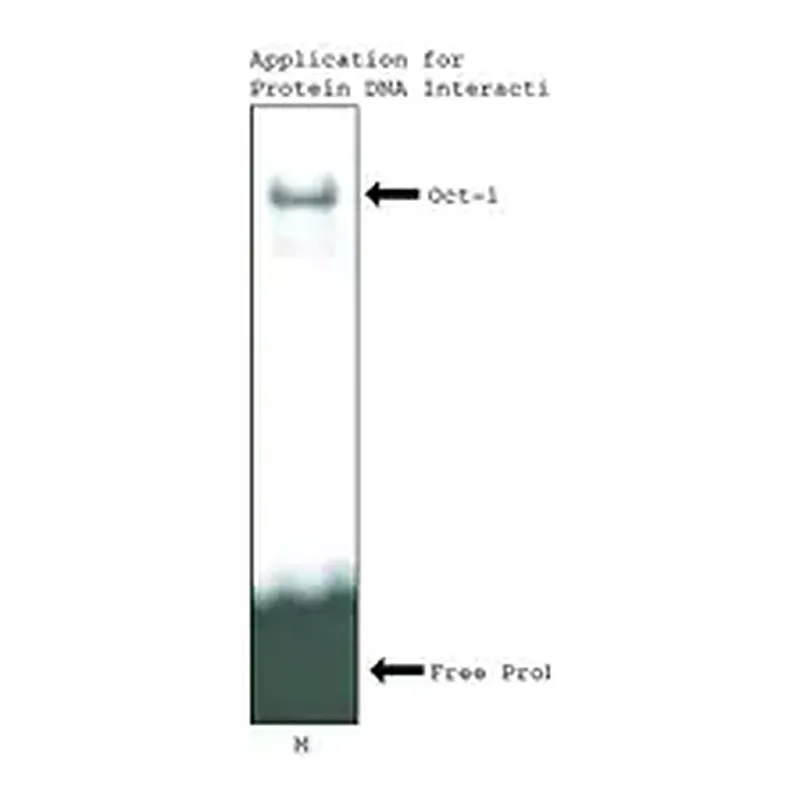 Merck CelLytic MT Cell Lysis Reagent