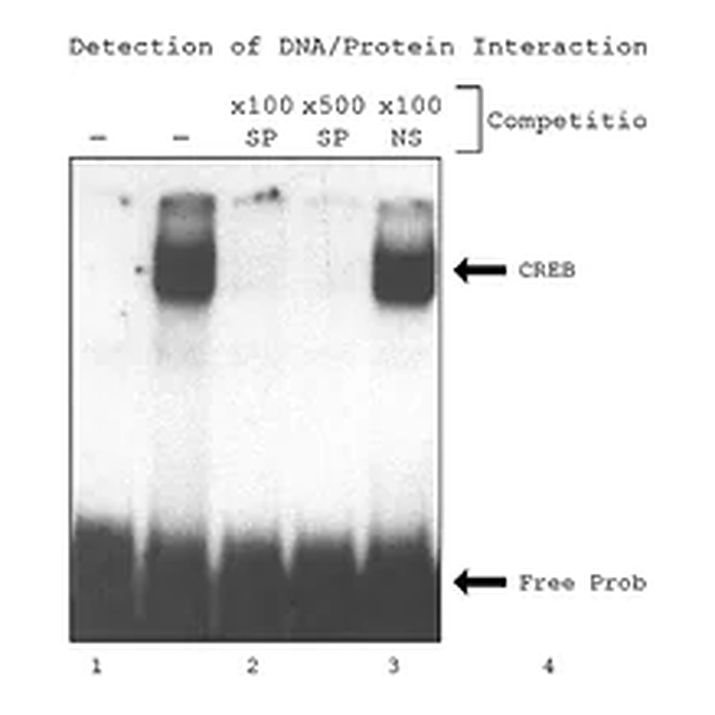 Merck CelLytic P Cell Lysis Reagent