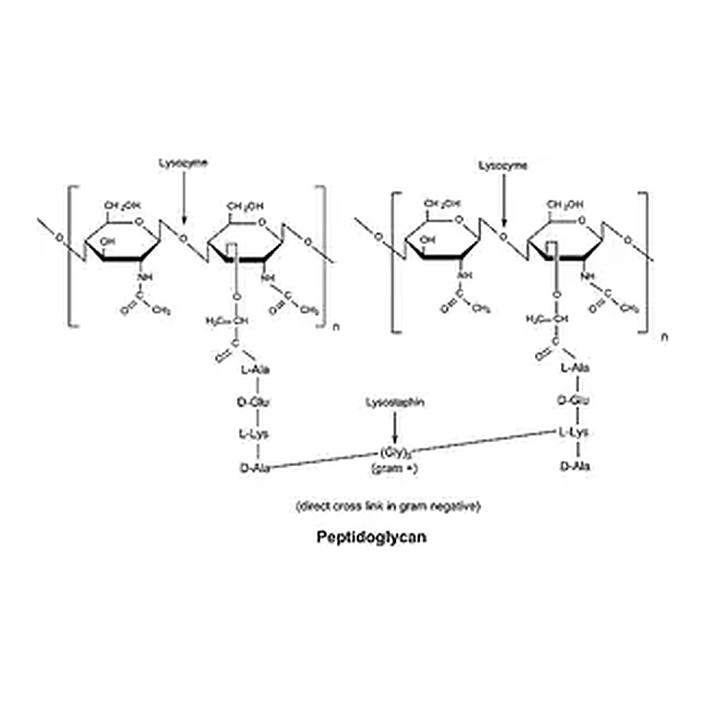 Merck Lysozyme from human neutrophils
