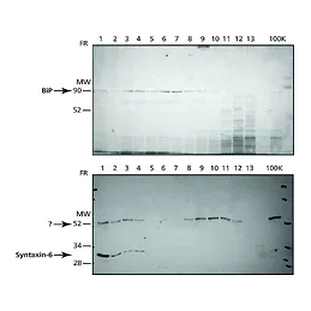 Merck Endoplasmic Reticulum Isolation Kit