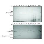 Merck Endoplasmic Reticulum Isolation Kit