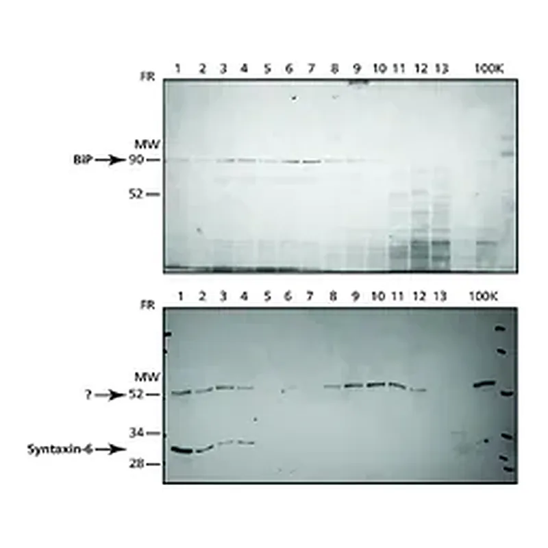 Merck Endoplasmic Reticulum Isolation Kit