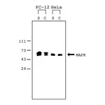 Merck Mammalian Cell Lysis Kit