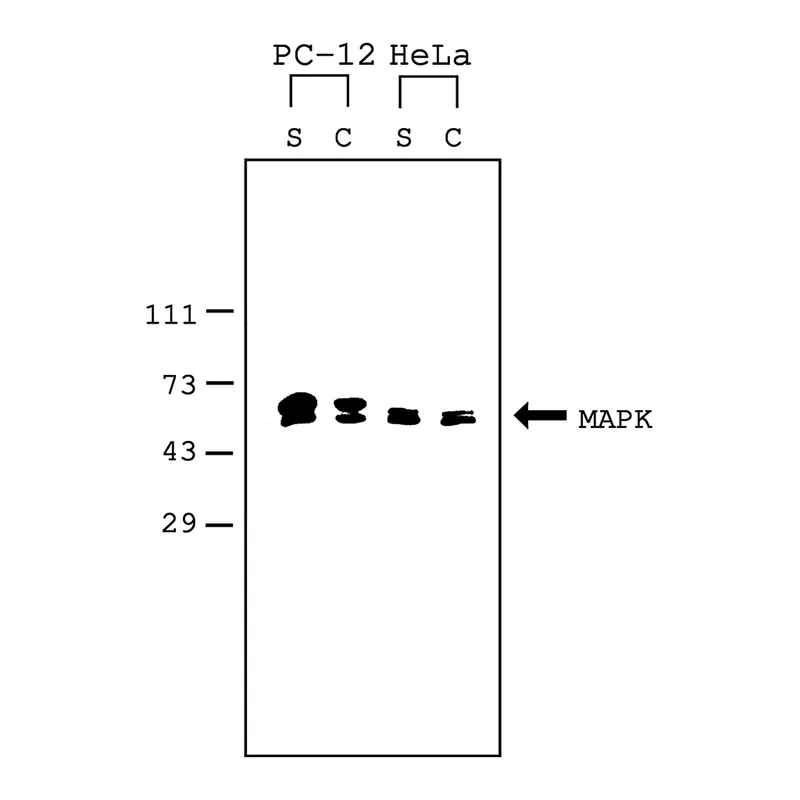 Merck Mammalian Cell Lysis Kit