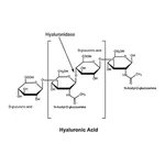 Merck Hyaluronidase from bovine testes