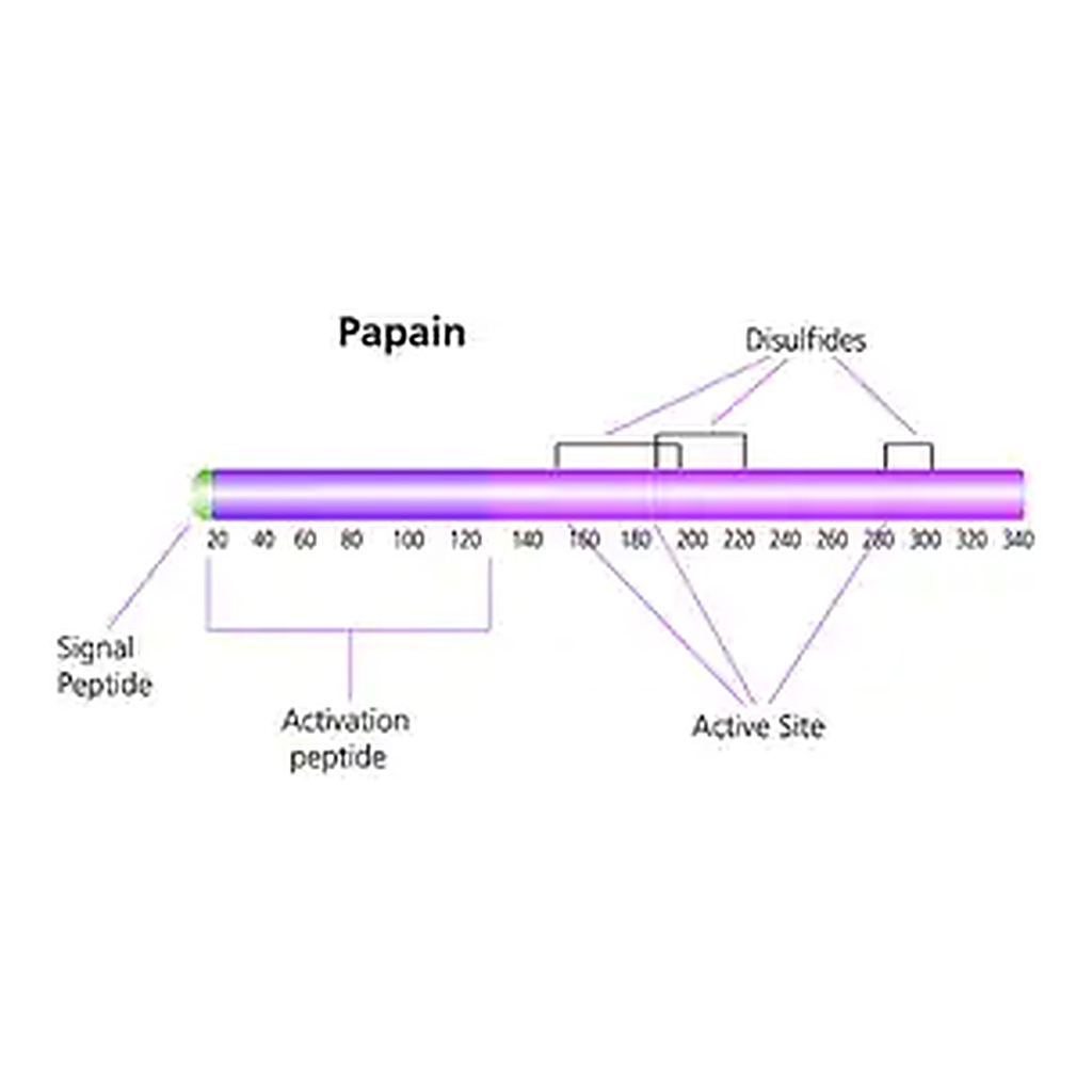 Merck Papain from papaya latex