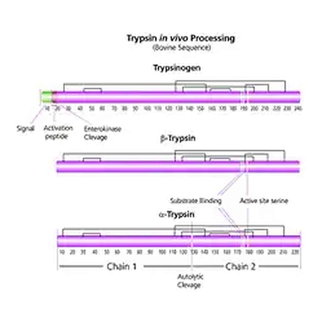 Merck Trypsin from bovine pancreas