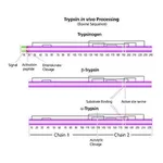 Merck Trypsin from bovine pancreas