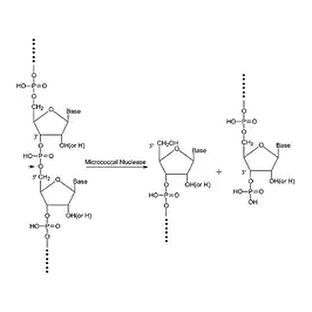 Merck Nuclease micrococcal from Staphylococcus aureus