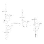 Merck Deoxyribonuclease I bovine