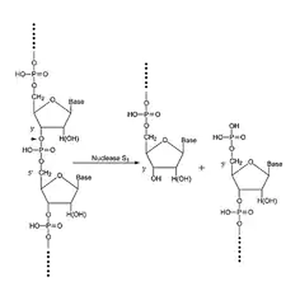 Merck Nuclease S1 from Aspergillus oryzae