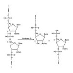 Merck Nuclease S1 from Aspergillus oryzae