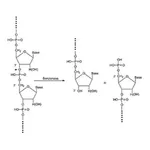 Merck Turbonuclease from Serratia marcescens