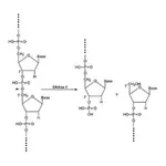 Merck Deoxyribonuclease II from bovine spleen