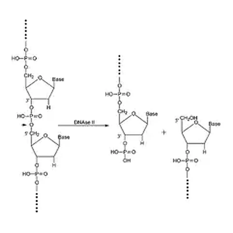 Merck Deoxyribonuclease II from bovine spleen