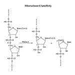 Merck Ribonuclease A from bovine pancreas