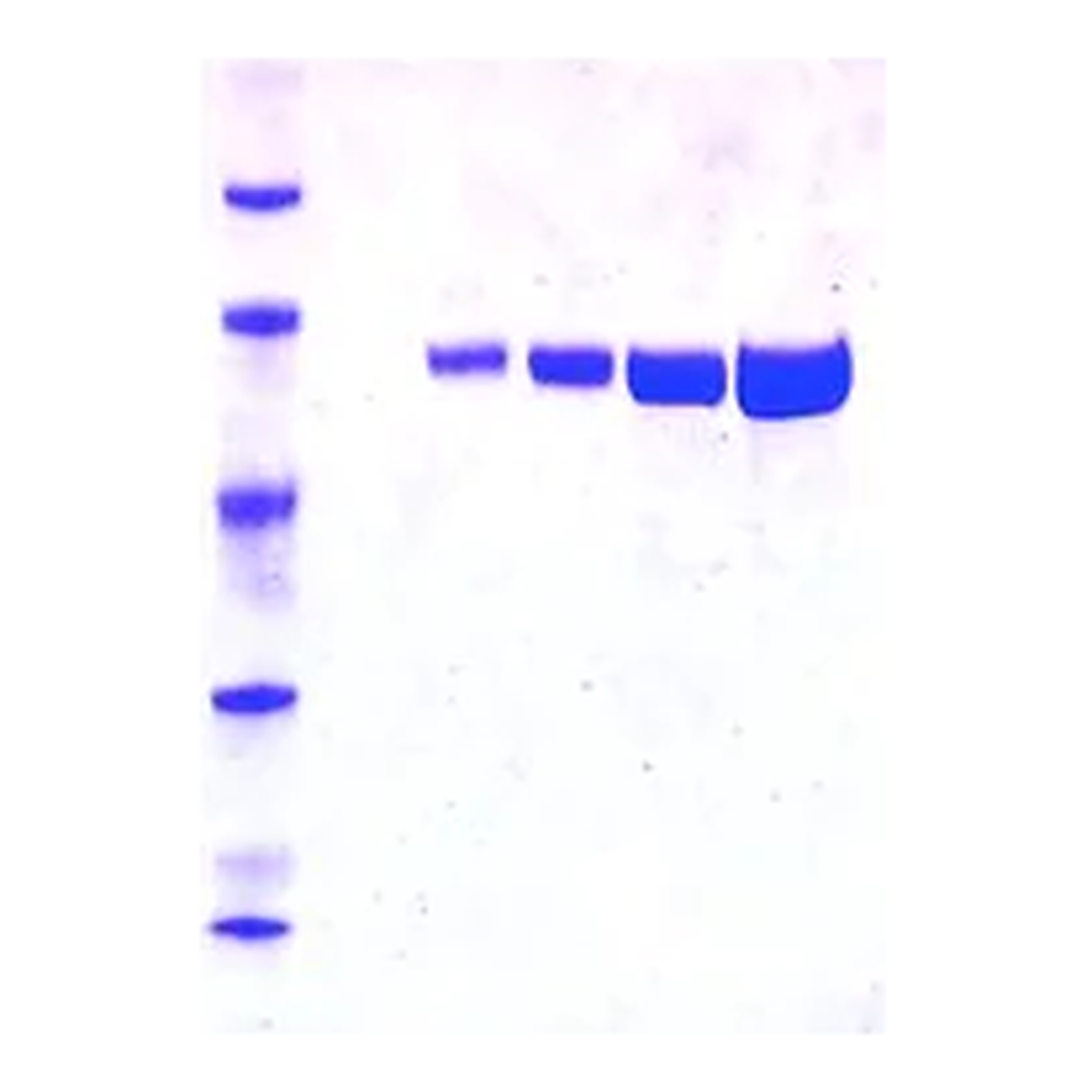 Merck Luciferase from Photinus pyralis (firefly)