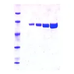 Merck Luciferase from Photinus pyralis (firefly)