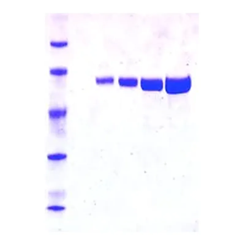 Merck Luciferase from Photinus pyralis (firefly)