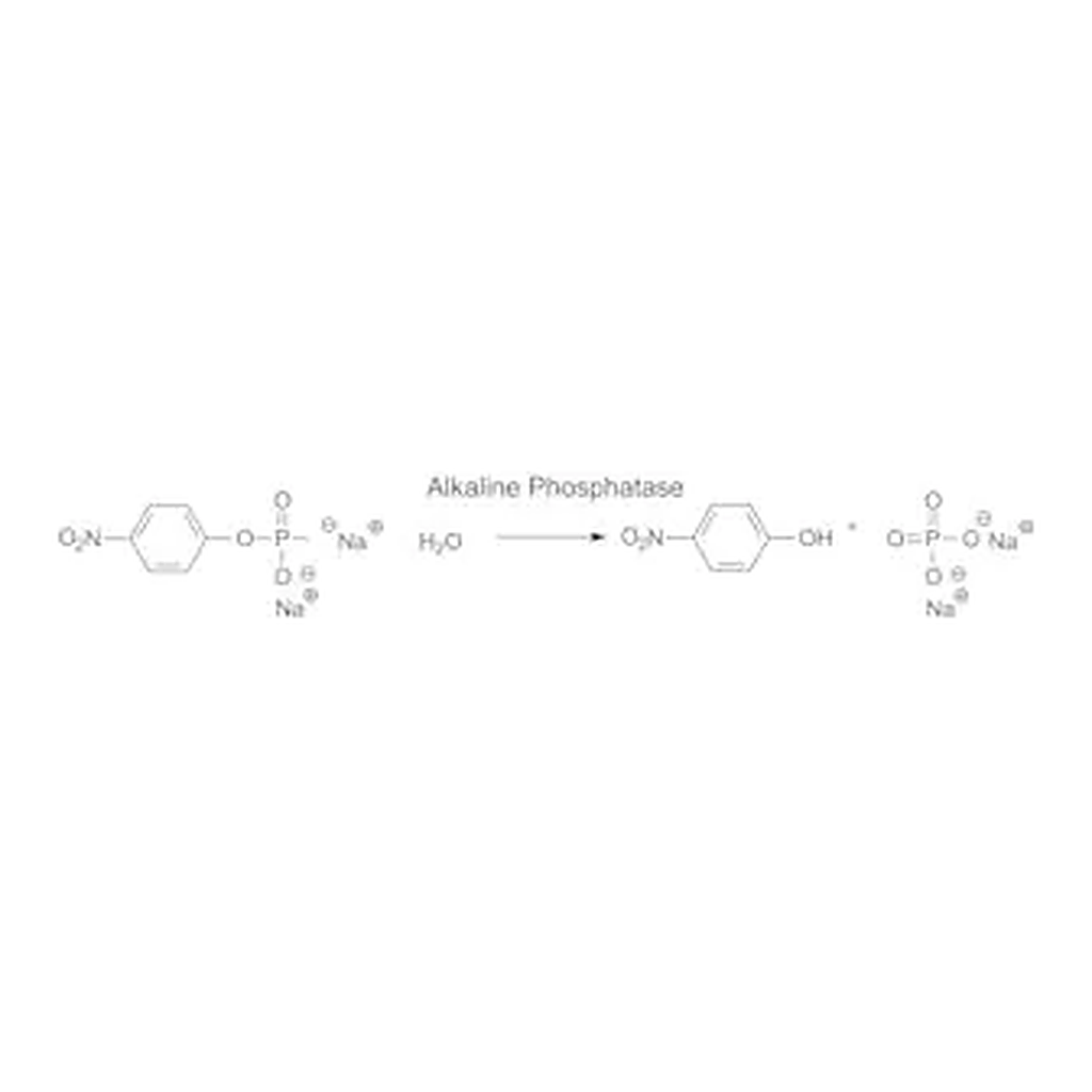 Merck Phosphatase, Alkaline from bovine intestinal mucosa