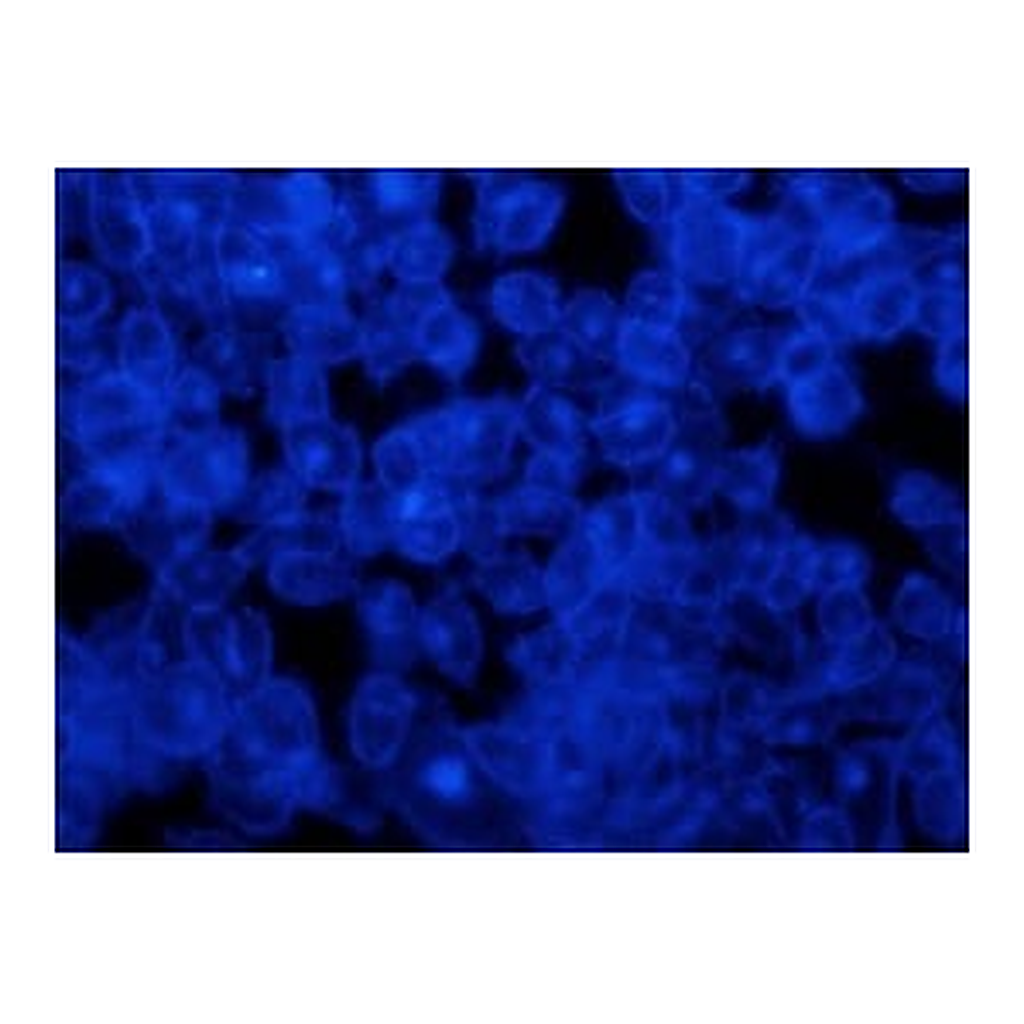 Merck Filipin complex from Streptomyces filipinensis