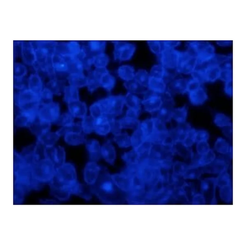 Merck Filipin complex from Streptomyces filipinensis