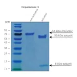 Merck Heparanase-1 pre-activated human