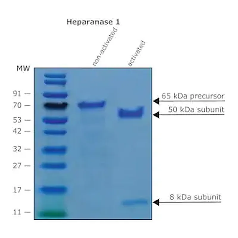 Merck Heparanase-1 pre-activated human