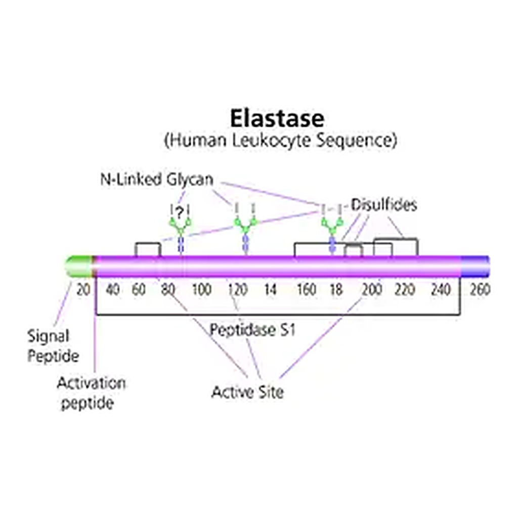 Merck Elastase from human leukocytes