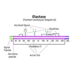Merck Elastase from human leukocytes