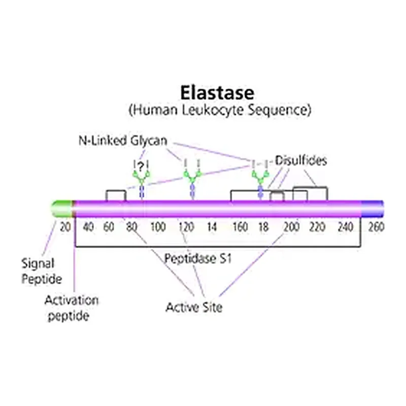 Merck Elastase from human leukocytes