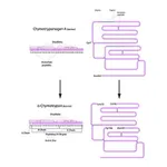Merck α-Chymotrypsin from bovine pancreas