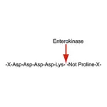 Merck Enterokinase from bovine intestine