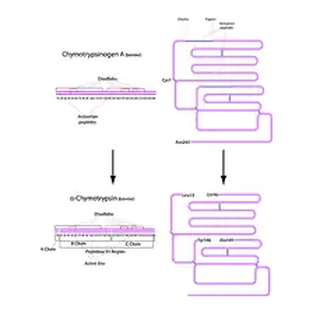 Merck α-Chymotrypsin from bovine pancreas