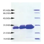Merck Proteinase 3 from human neutrophils