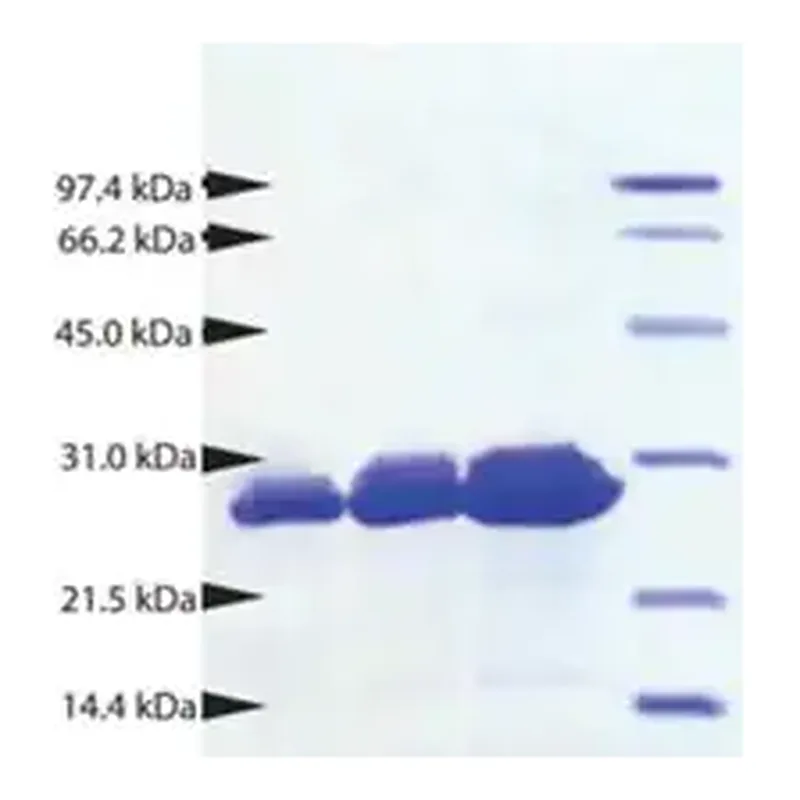 Merck Proteinase 3 from human neutrophils