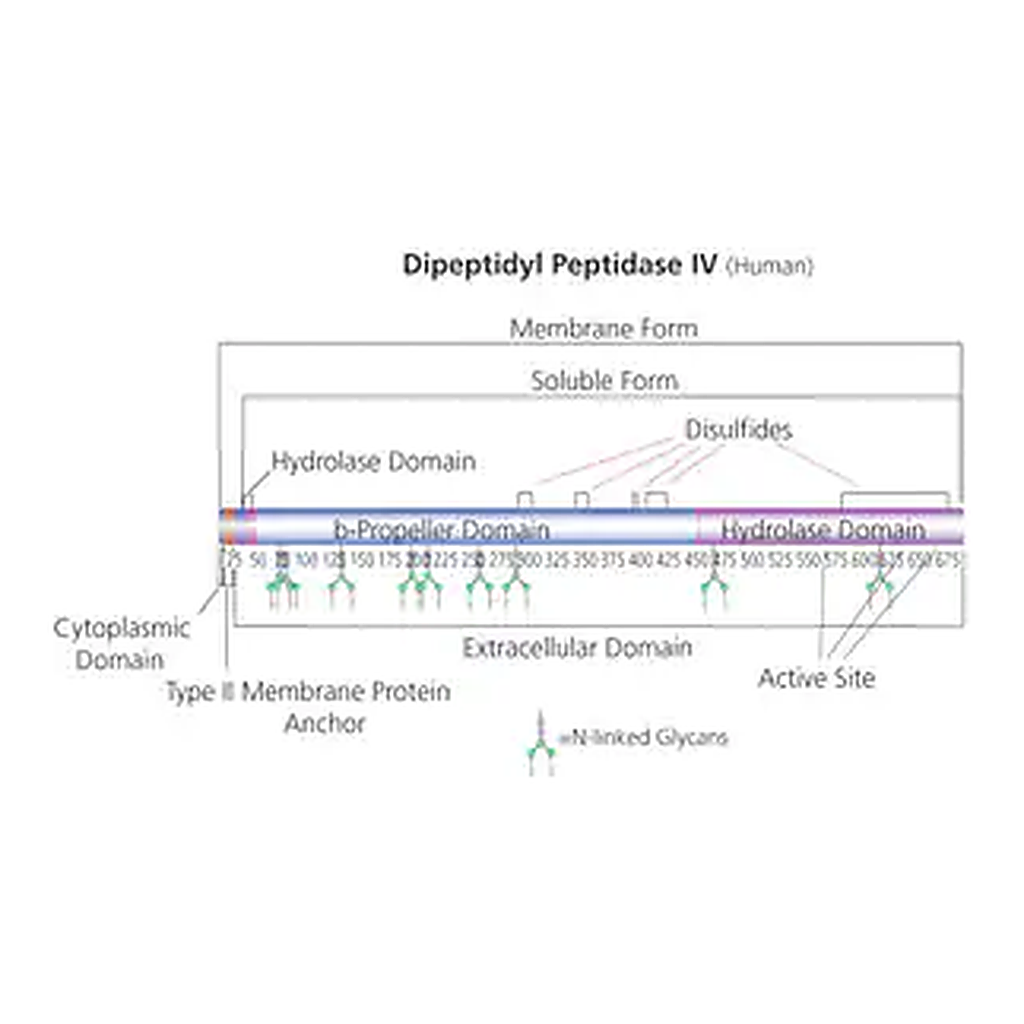Merck Dipeptidyl Peptidase IV human