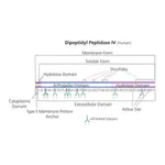 Merck Dipeptidyl Peptidase IV human