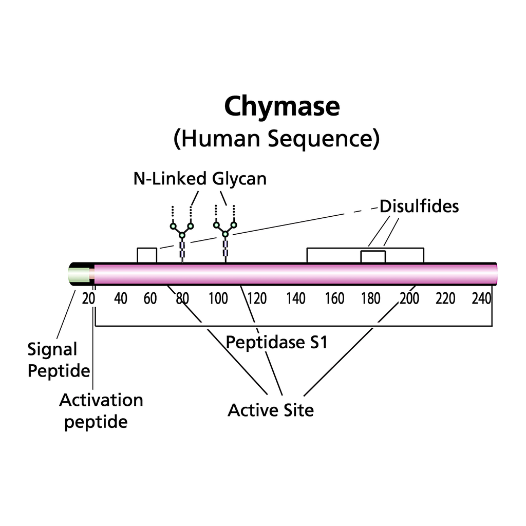 Merck Chymase human