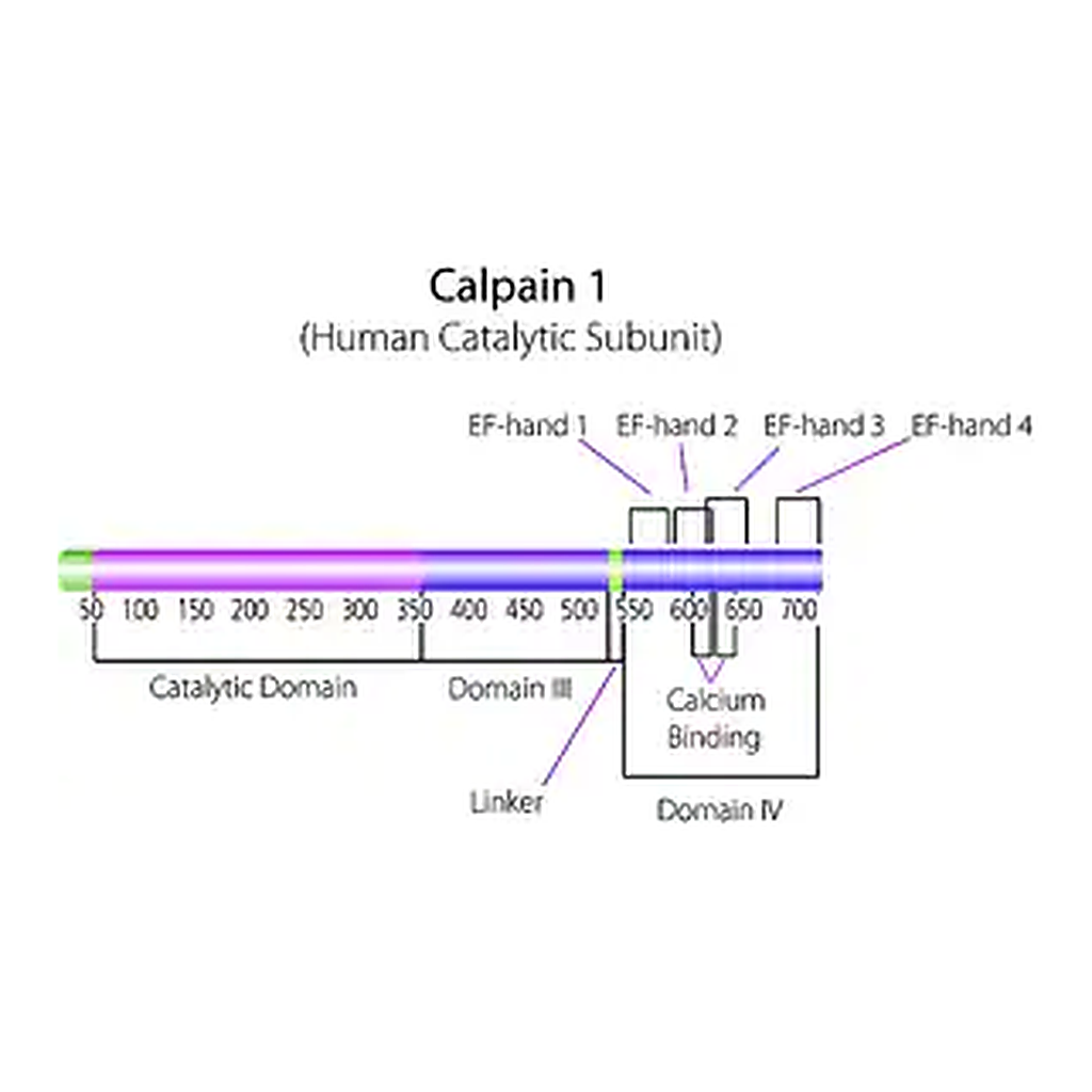 Merck Calpain 1 human