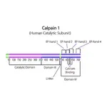 Merck Calpain 1 human