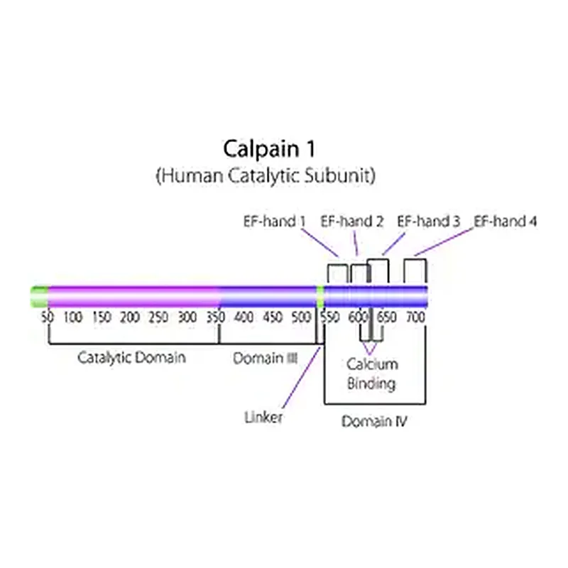 Merck Calpain 1 human
