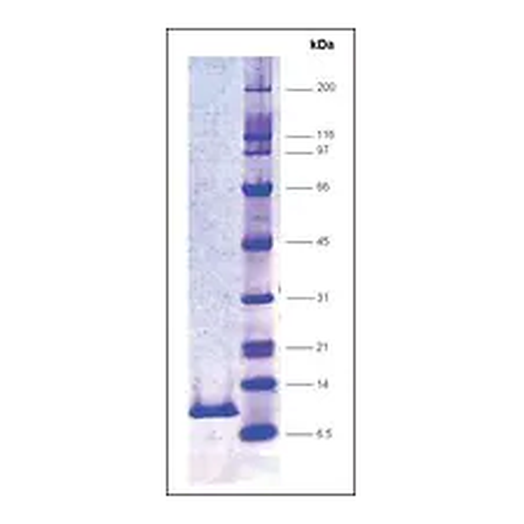 Merck HIV Protease, His tagged,recombinant from HIV-1