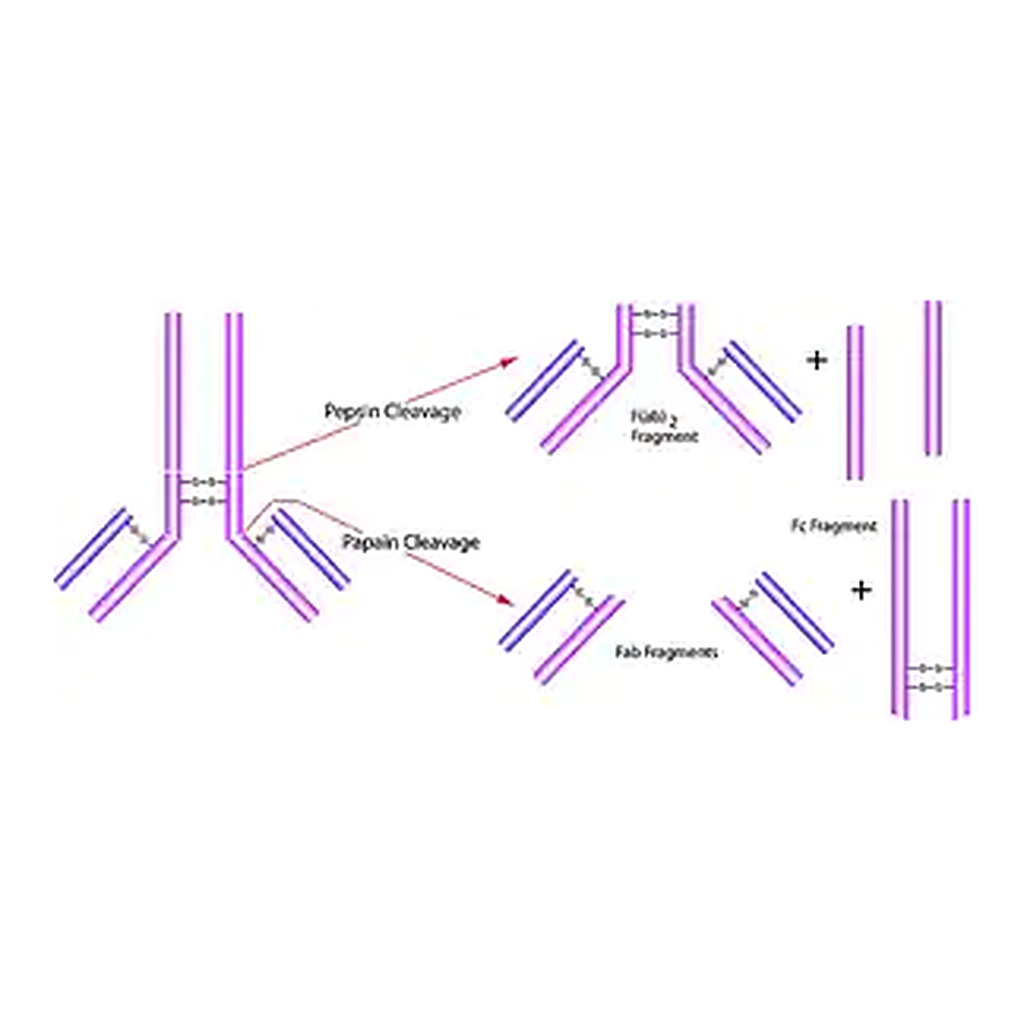 Merck Pepsin from porcine gastric mucosa