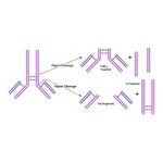 Merck Pepsin from porcine gastric mucosa