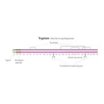 Merck Tryptase from human lung