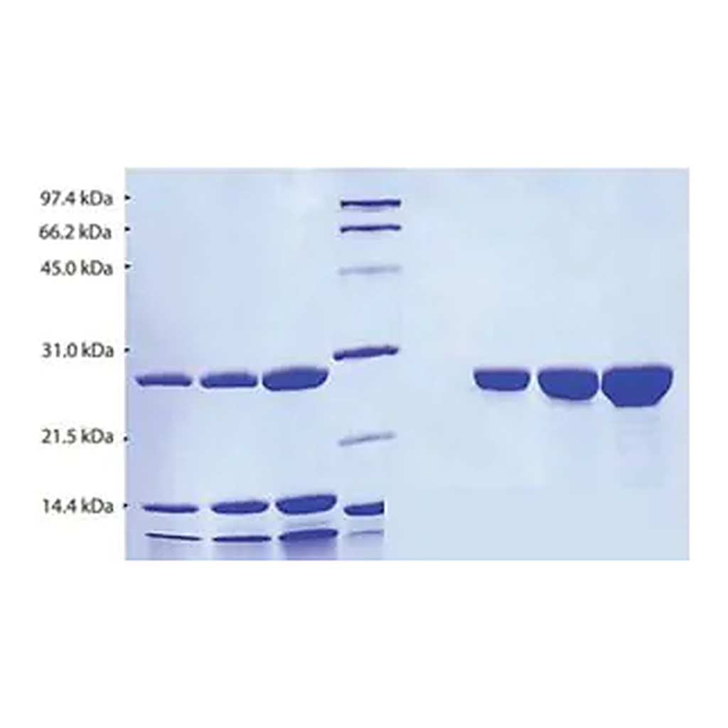 Merck Chymotrypsin from human pancreas