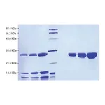 Merck Chymotrypsin from human pancreas